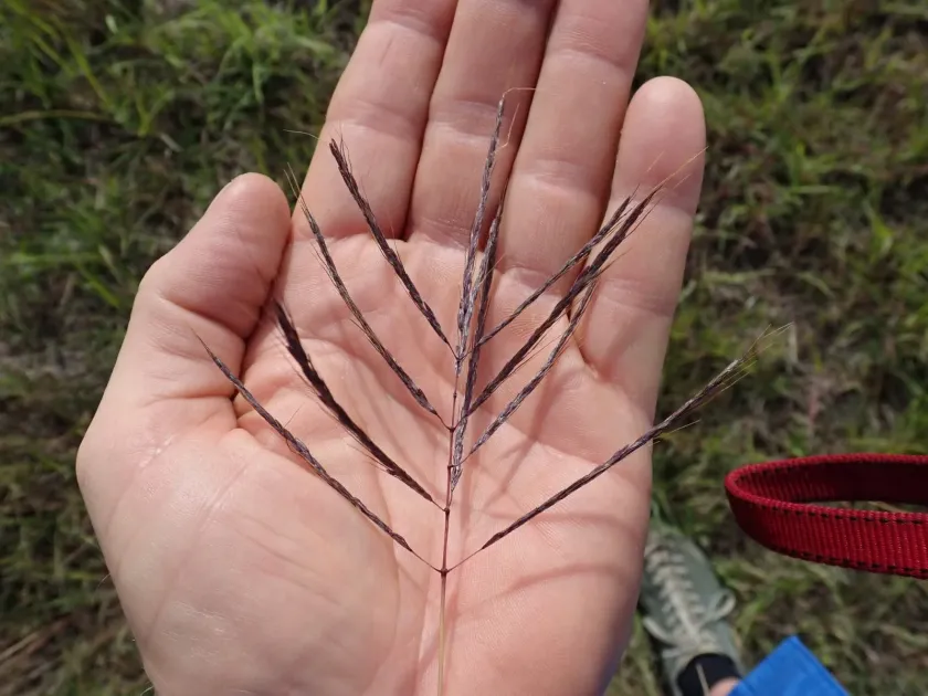 Caucasian bluestem