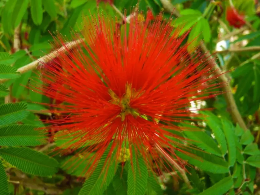Calliandra tweedii