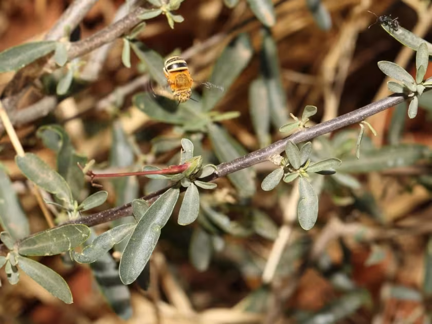 Cadaba termitaria