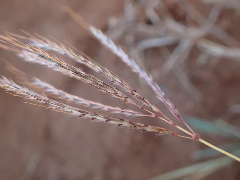 Pitted bluestem
