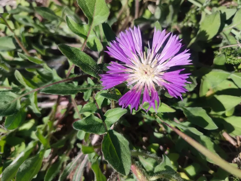Centaurea pullata