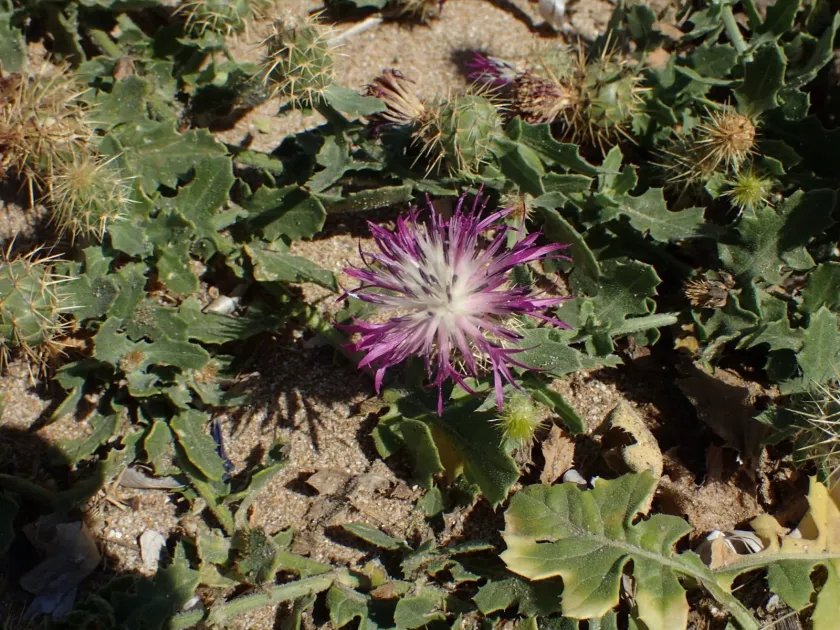 Centaurea seridis