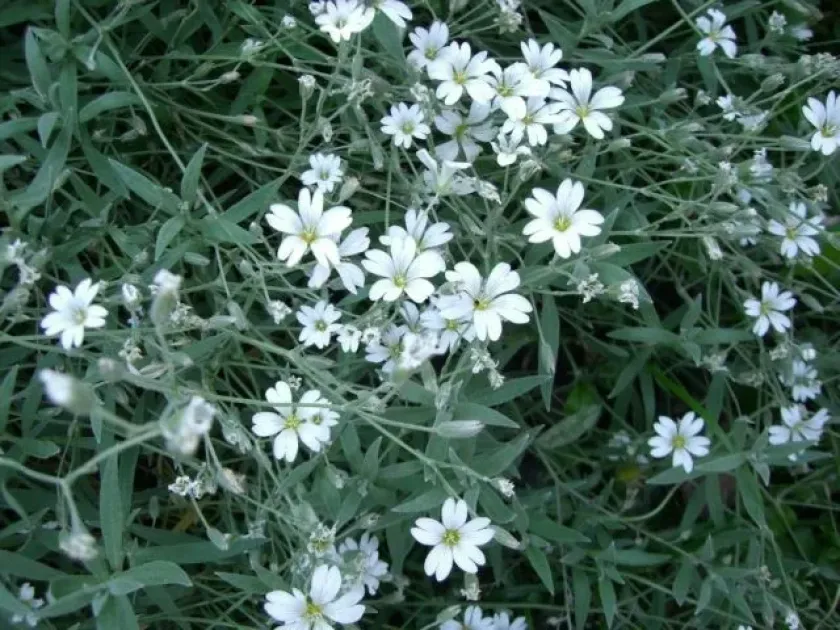 Cerastium caespitosum