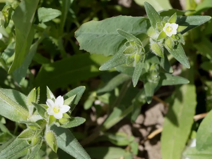 Cerastium dichotomum