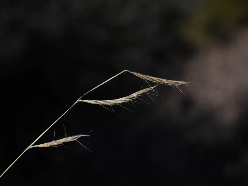 Black grama