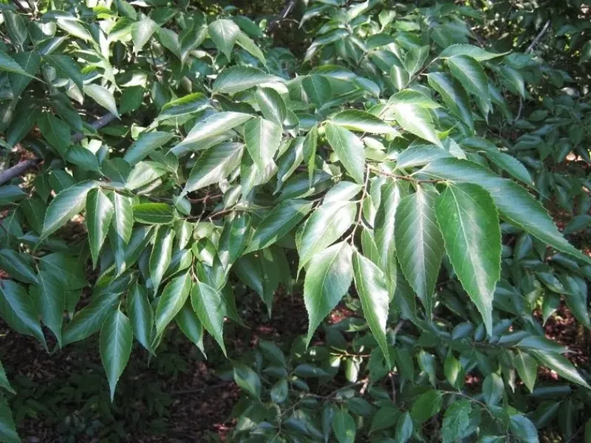 Tournefort's hackberry
