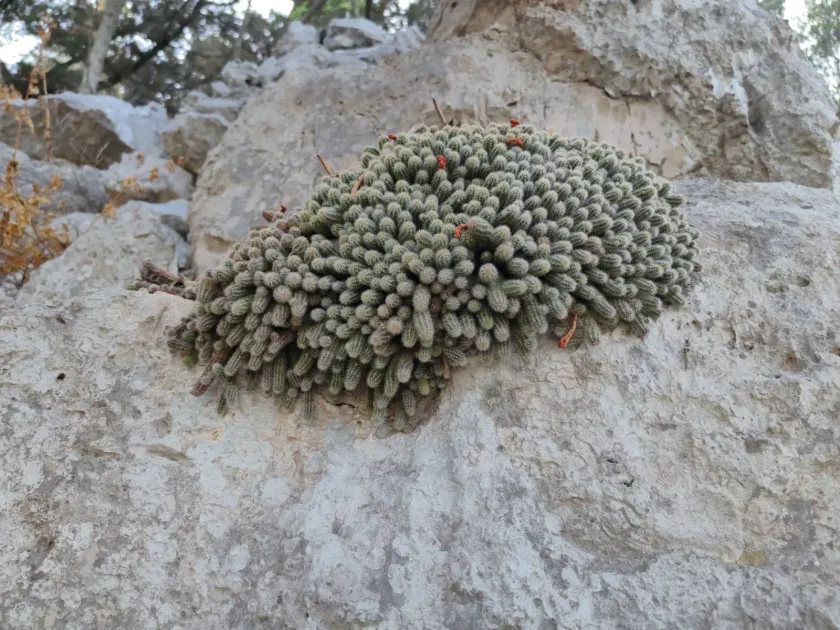 Peanut Cactus