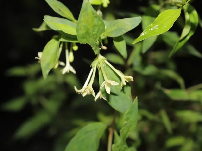 Bouvardia multiflora