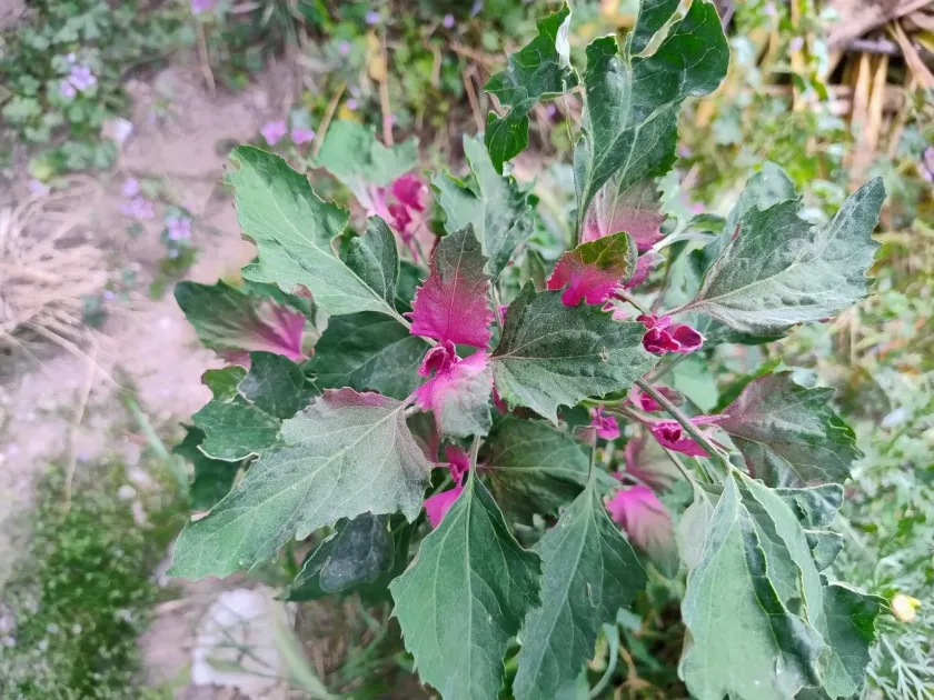 Giant goosefoot