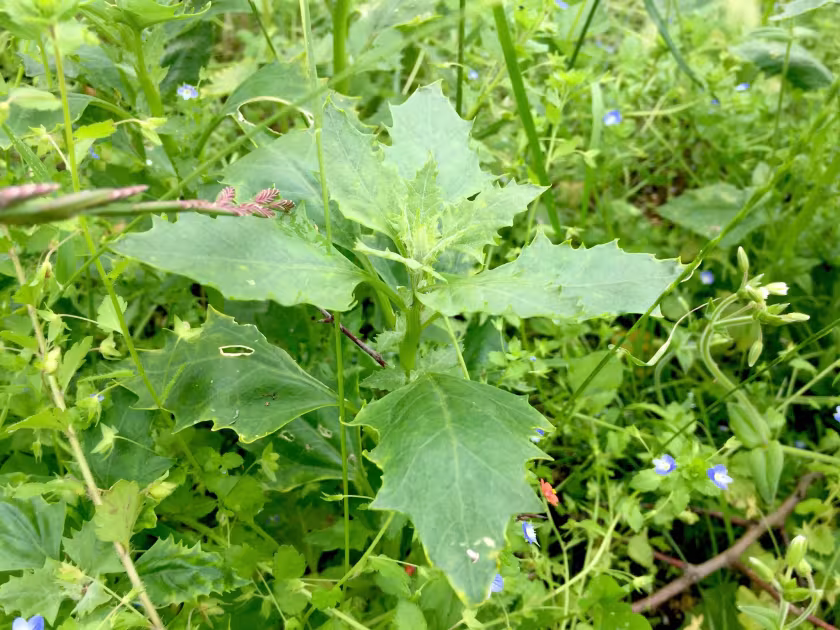 Upright goosefoot