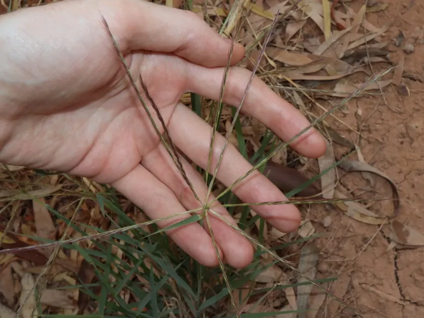 Enteropogon acicularis