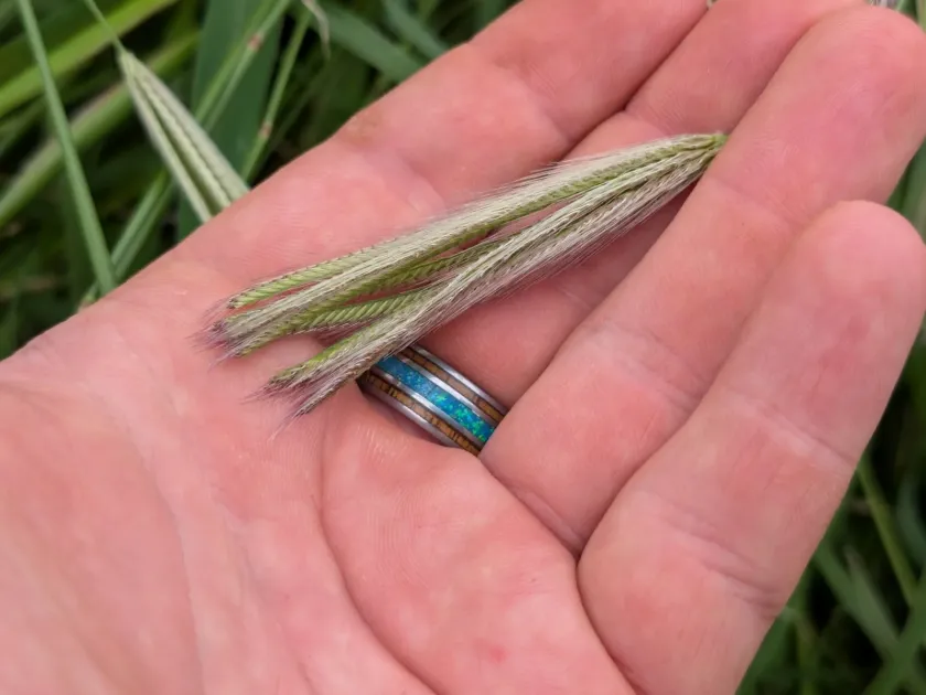 Feather fingergrass