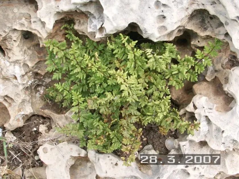 Cheilanthes pteridioides