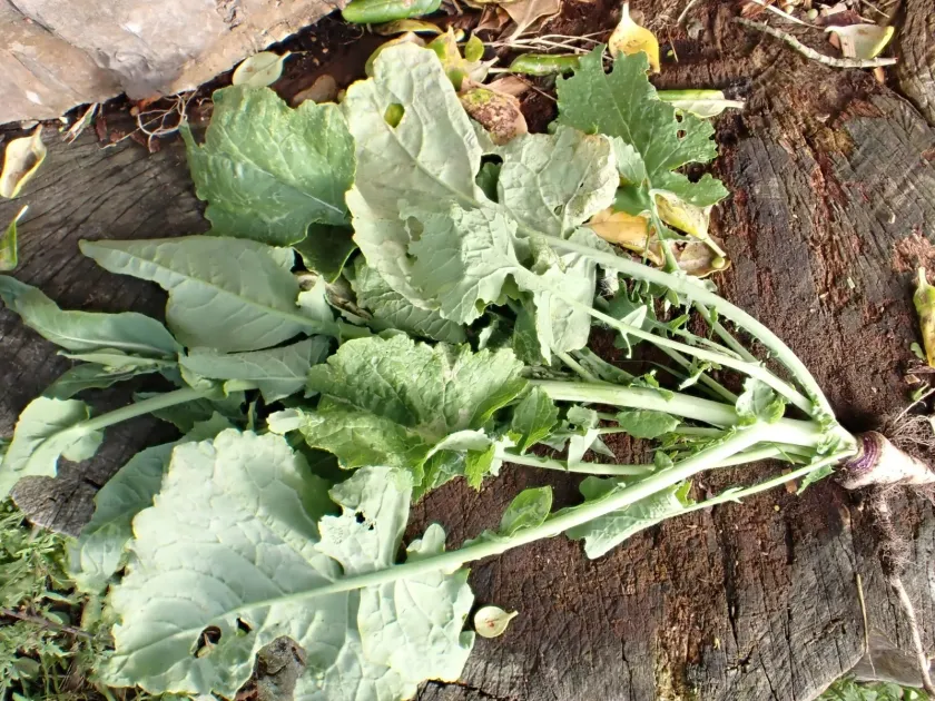 Rutabaga