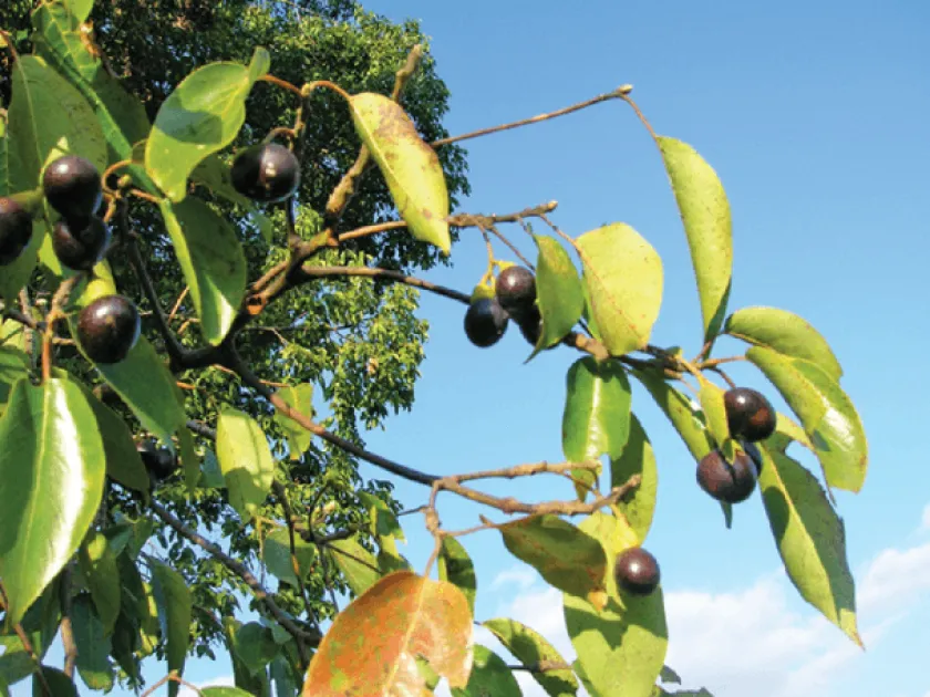 Cinnamomum cecidodaphne