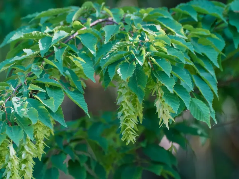 Loose-flowered hornbeam