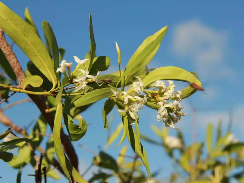 Carissa lanceolata