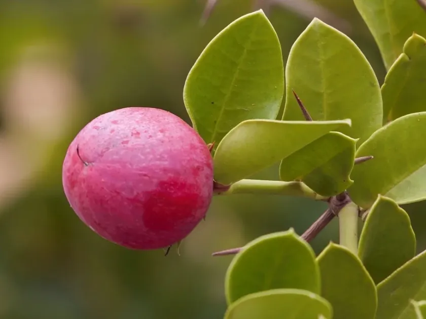 Carissa macrocarpa