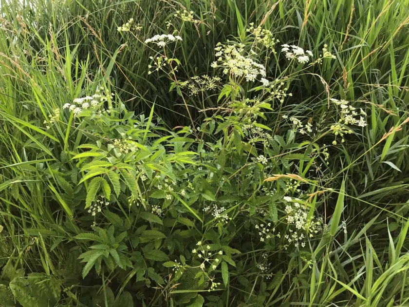 Mackenzie water hemlock