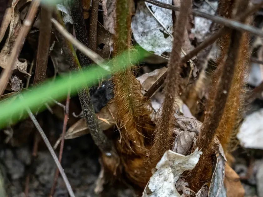 Cibotium barometz
