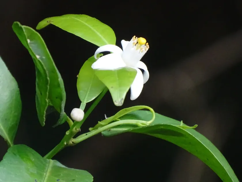 Calamondin
