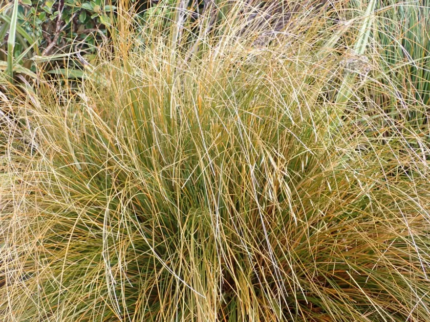 Red tussock