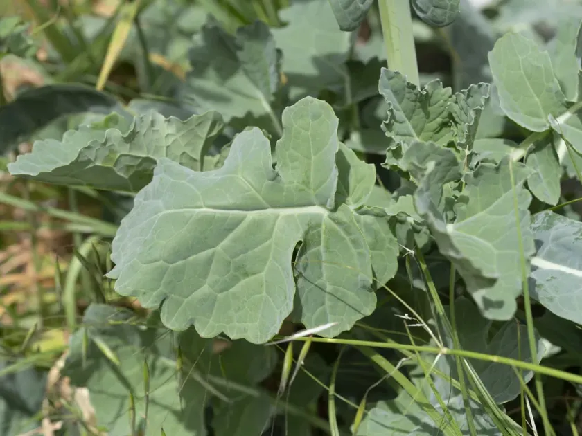 Kohlrabi