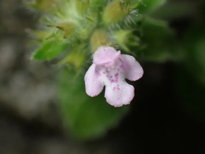 Clinopodium chinense