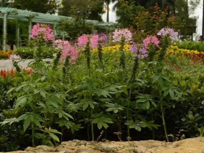 Cleome caeruleorosea