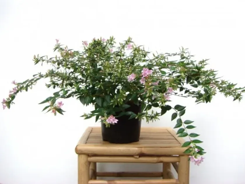 Three-flowered abelia