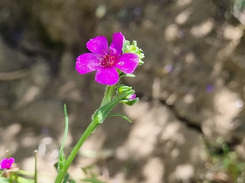 Compressed purslane