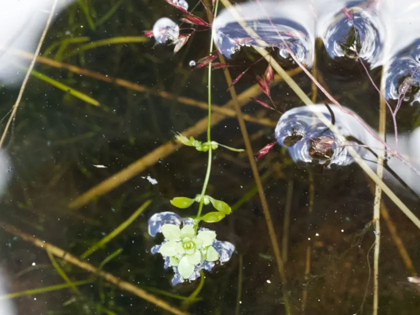 Water starwort