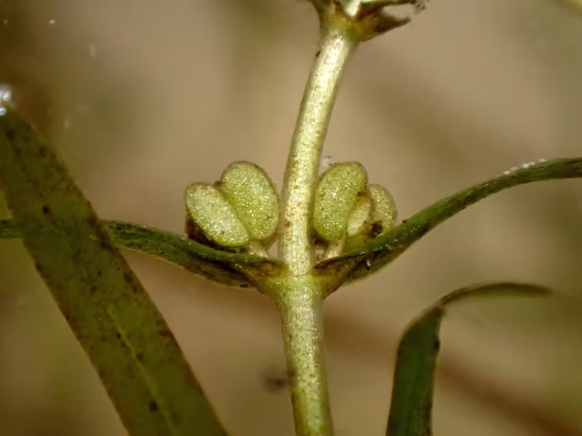 Callitriche truncata