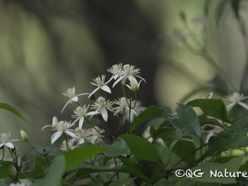 Clematis finetiana
