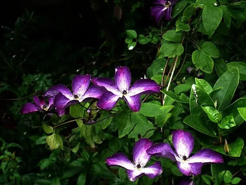Clematis francofurtensis