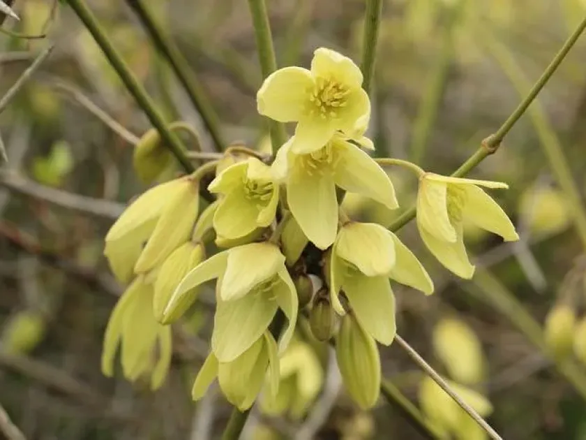Clematis glauca