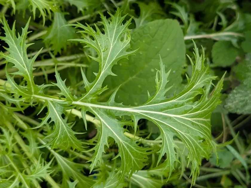 Napa cabbage