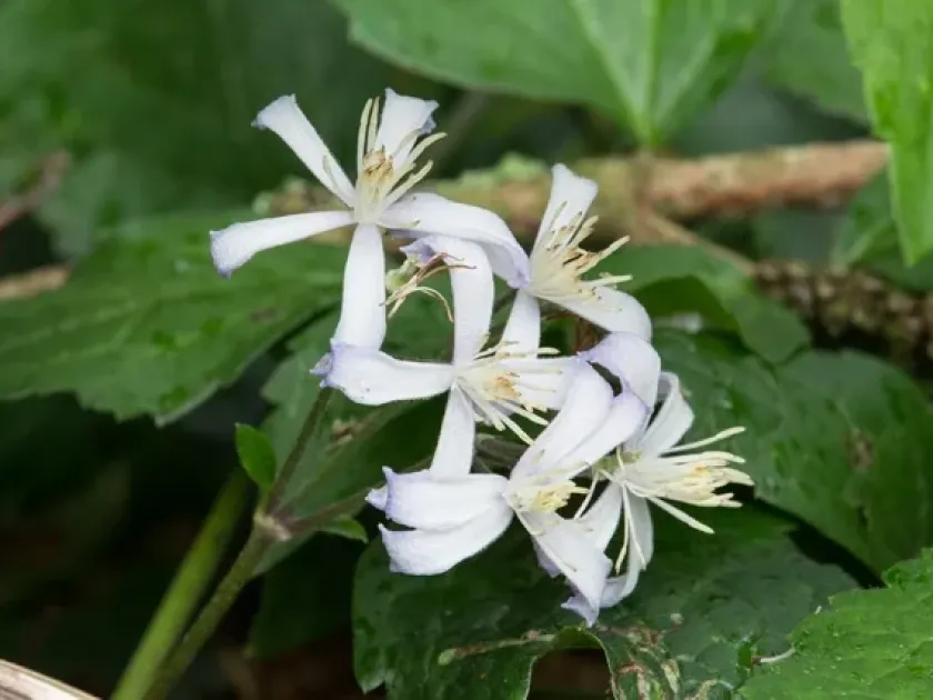 Clematis jouiniana