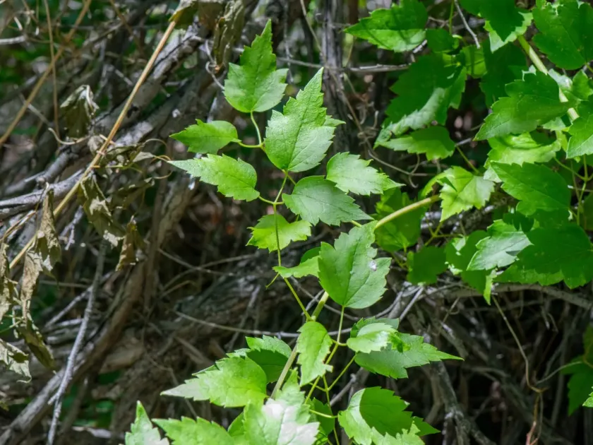 Western white clematis