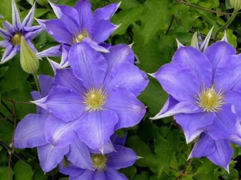 Lawson's Clematis