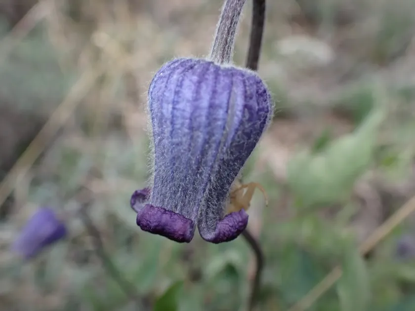 Scott's clematis