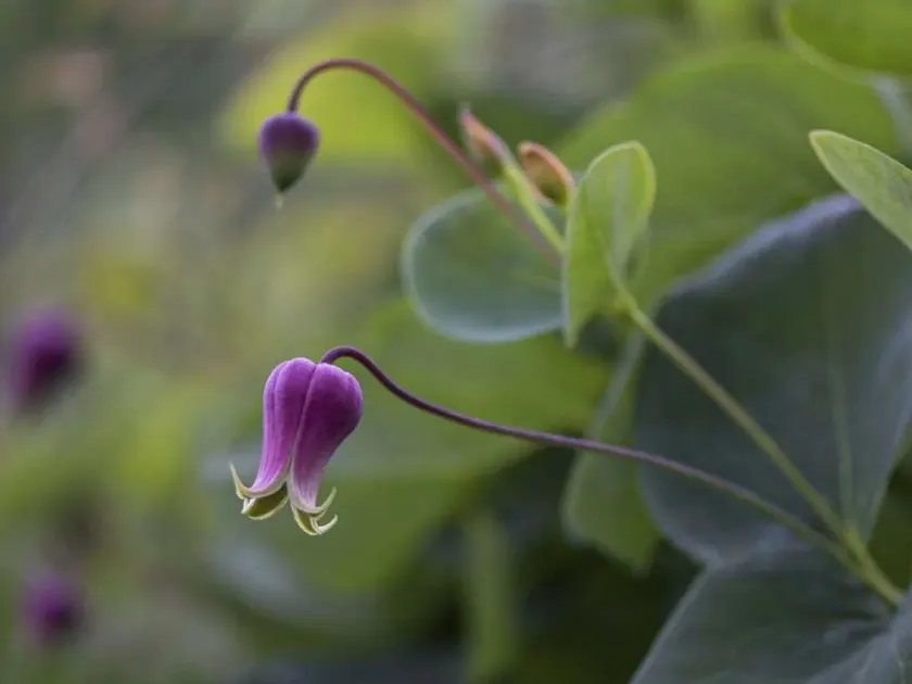 Songar clematis