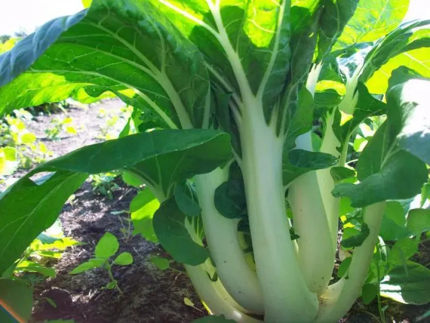Hybrid of napa and bok choy