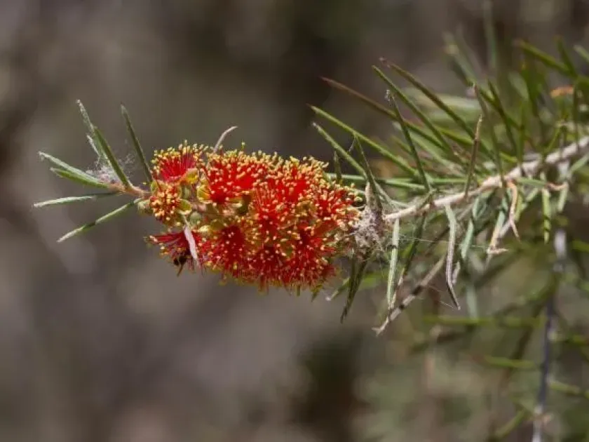 Callistemon brachyandrus