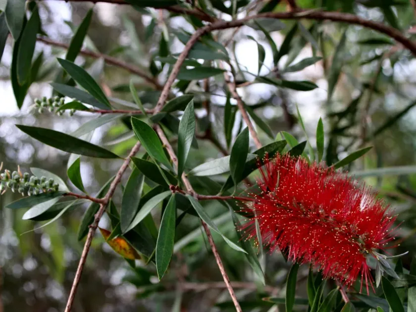 Callistemon coccineus