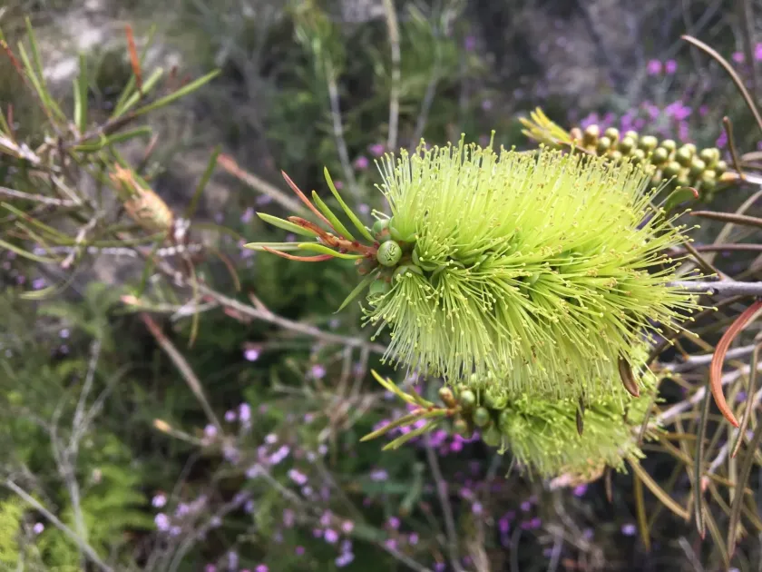 Callistemon pinifolius