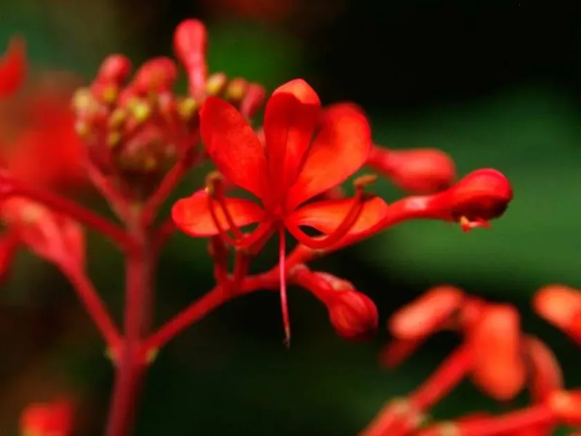 Clerodendrum buchanani