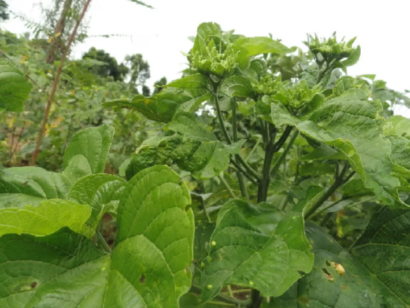 Clerodendrum colebrookianum