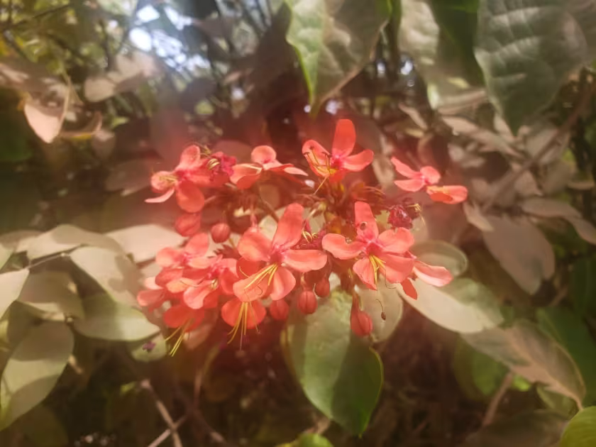 Bleeding-heart vine