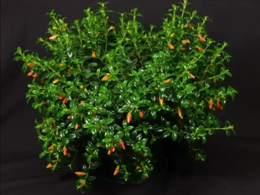 Columnea banksii